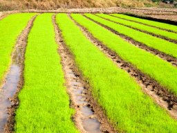 Thailand2009-OddsAndEnds-007